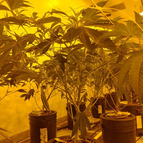 Wedding Cake, Creamsicle x Zittles, MaiTai, Garlic Breath growlog photo: T3 5 from back inside