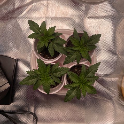 White wedding  growlog timeline photo