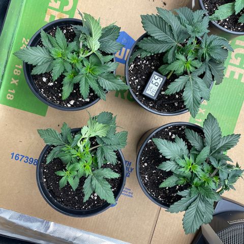 White wedding  growlog timeline photo