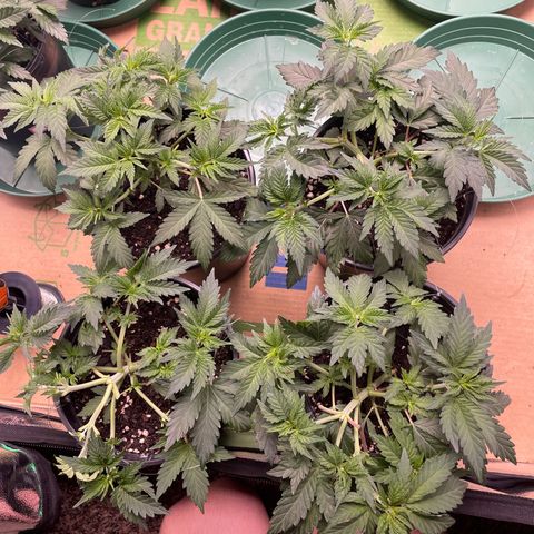 White wedding  growlog timeline photo
