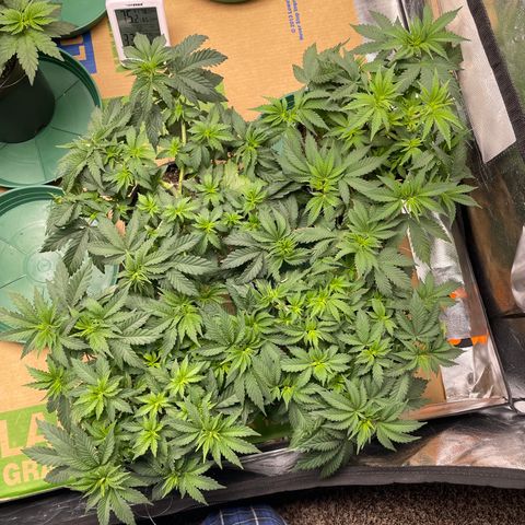 White wedding  growlog timeline photo