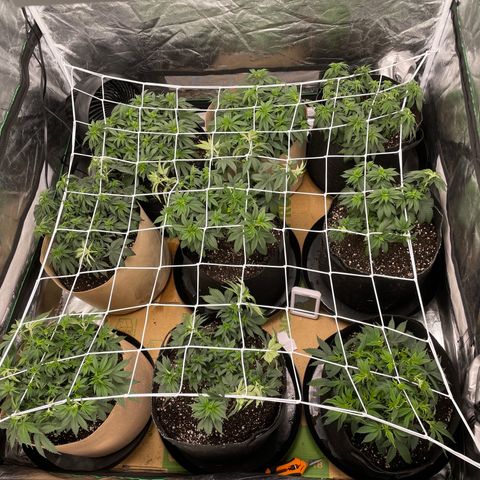 White wedding  growlog timeline photo