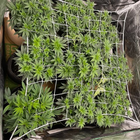 White wedding  growlog timeline photo