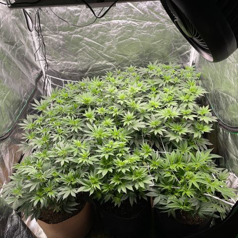 White wedding  growlog timeline photo