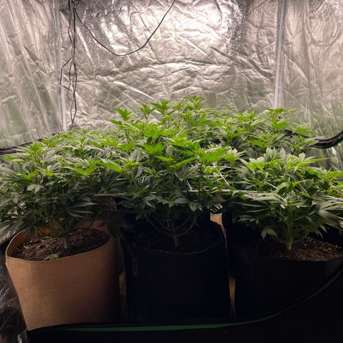 White wedding  growlog timeline photo