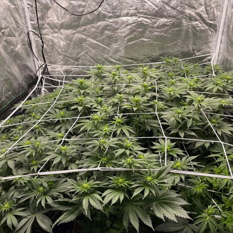 White wedding  growlog timeline photo