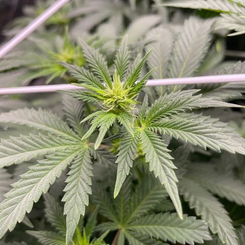 White wedding  growlog timeline photo