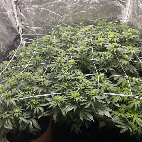 White wedding  growlog timeline photo