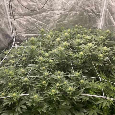 White wedding  growlog timeline photo