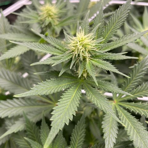 White wedding  growlog timeline photo