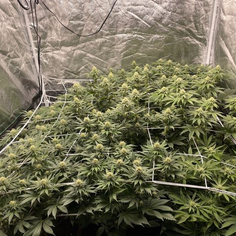White wedding  growlog timeline photo