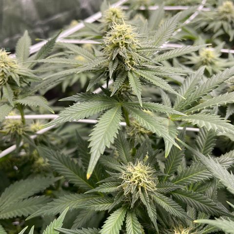 White wedding  growlog timeline photo