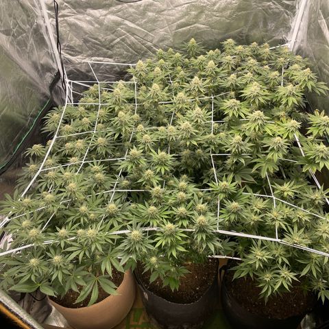 White wedding  growlog timeline photo