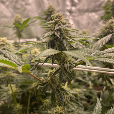 White wedding  growlog timeline photo