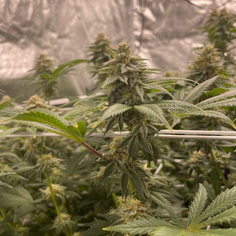 White wedding  growlog timeline photo