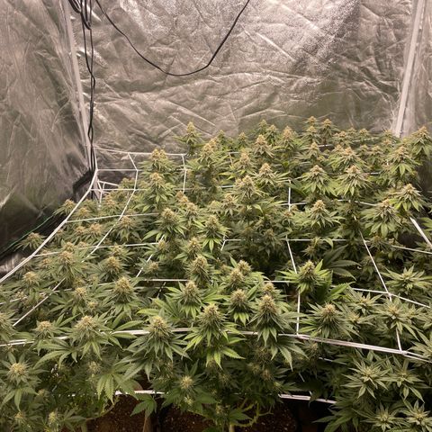 White wedding  growlog timeline photo