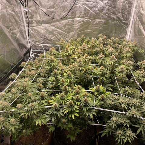 White wedding  growlog timeline photo