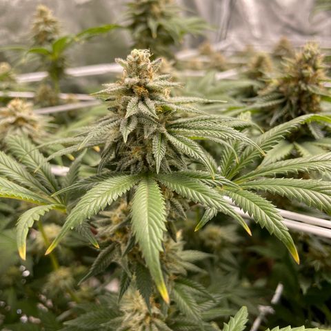 White wedding  growlog timeline photo
