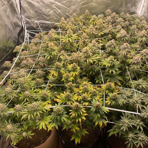 White wedding  growlog timeline photo