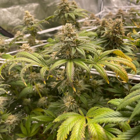White wedding  growlog timeline photo