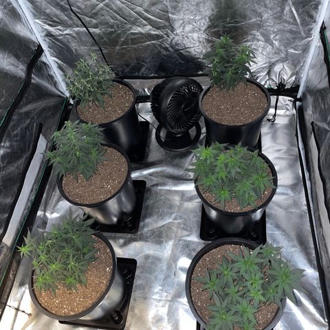 White wedding  growlog timeline photo