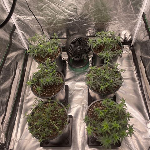 White wedding  growlog timeline photo
