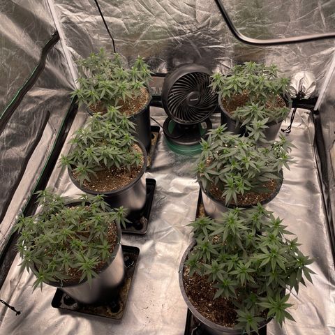 White wedding  growlog timeline photo
