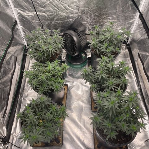 White wedding  growlog timeline photo