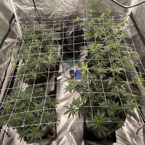 White wedding  growlog photo: Trellis net installed 
