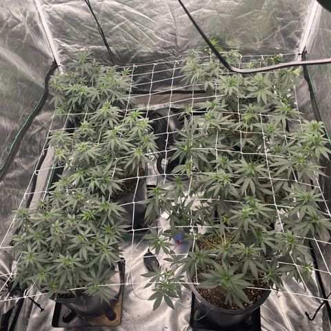 White wedding  growlog timeline photo