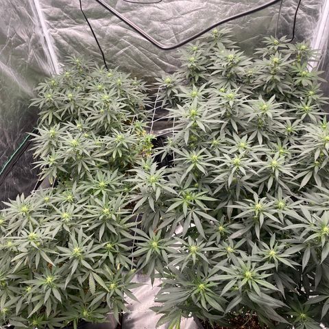 White wedding  growlog timeline photo