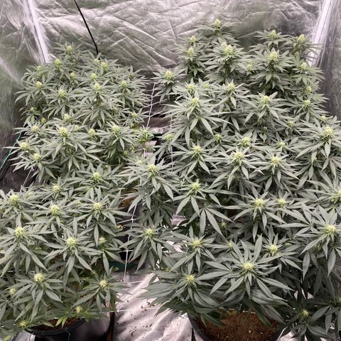 White wedding  growlog timeline photo