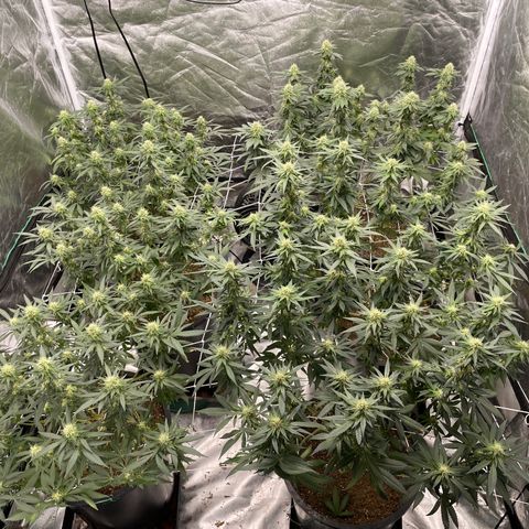 White wedding  growlog timeline photo