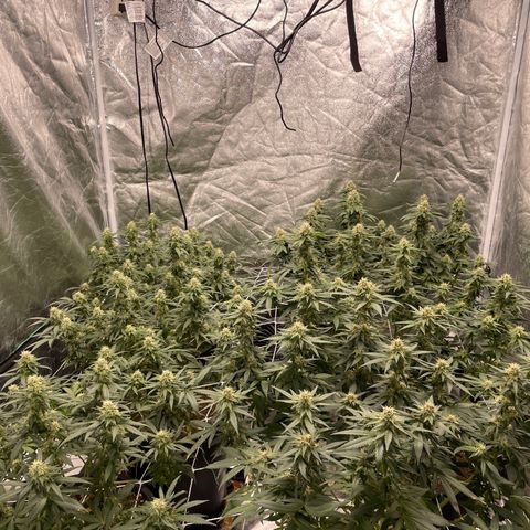 White wedding  growlog timeline photo