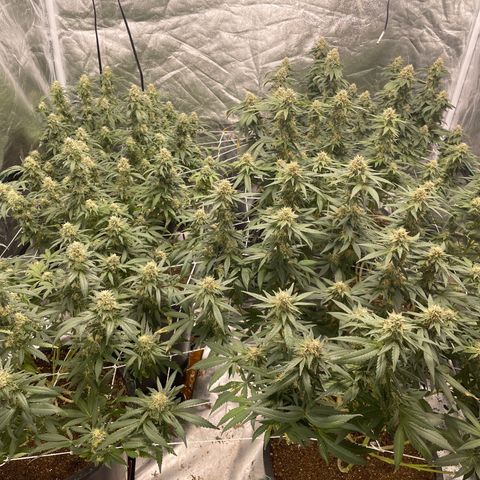 White wedding  growlog timeline photo