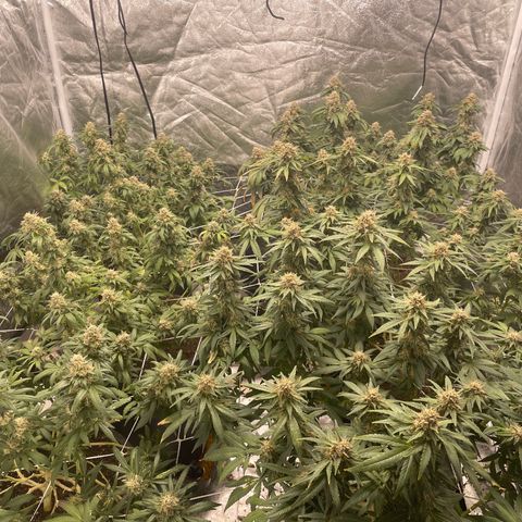 White wedding  growlog timeline photo