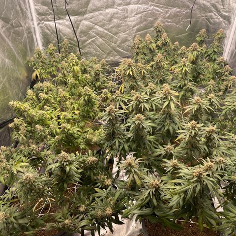 White wedding  growlog timeline photo