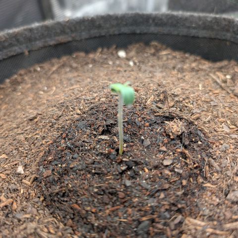 Sensi Seeds x Fat Beans - Candy Buds growlog photo: 1 Tag nach Durchbruch