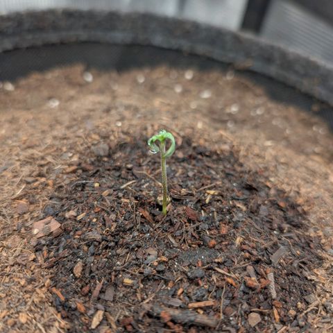 Sensi Seeds x Fat Beans - Candy Buds growlog photo: 1 Tag nach Durchbruch