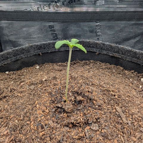 Sensi Seeds x Fat Beans - Candy Buds growlog photo: Erhöhung PPFD 150 auf 300