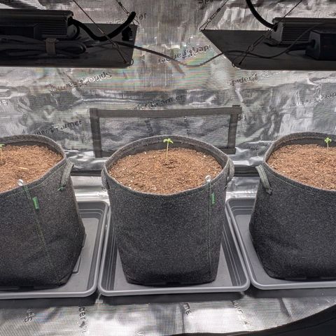 Sensi Seeds x Fat Beans - Candy Buds growlog photo: Erhöhung PPFD 150 auf 300