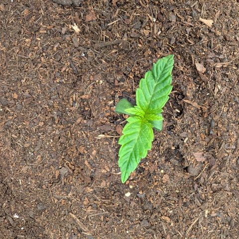 Sensi Seeds x Fat Beans - Candy Buds growlog photo: 1 Woche
