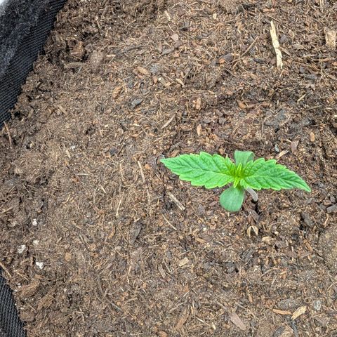 Sensi Seeds x Fat Beans - Candy Buds growlog photo: 1 Woche
