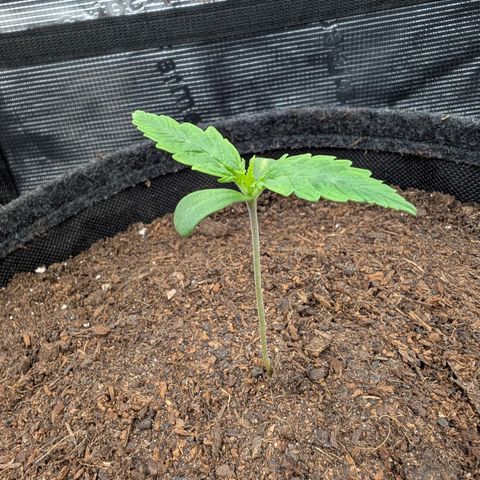 Sensi Seeds x Fat Beans - Candy Buds growlog photo: 1 Woche
