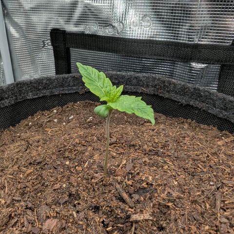 Sensi Seeds x Fat Beans - Candy Buds growlog photo: 1 Woche
