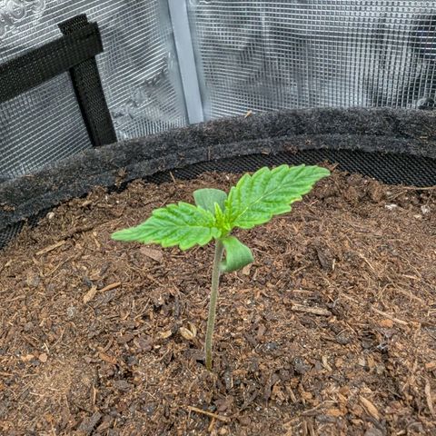 Sensi Seeds x Fat Beans - Candy Buds growlog photo: 1 Woche
