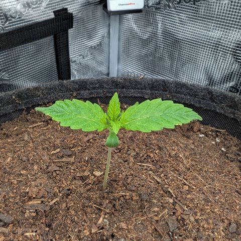 Sensi Seeds x Fat Beans - Candy Buds growlog photo: 2 Woche