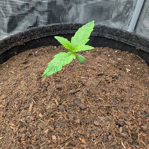 Sensi Seeds x Fat Beans - Candy Buds growlog photo: 2 Woche