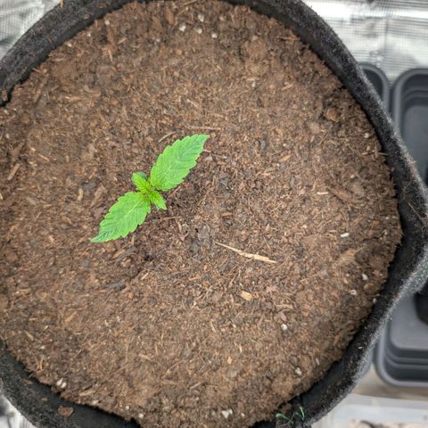 Sensi Seeds x Fat Beans - Candy Buds growlog photo: 2 Woche