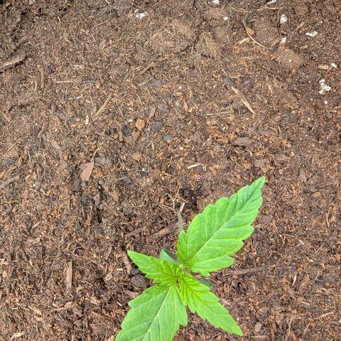 Sensi Seeds x Fat Beans - Candy Buds growlog photo: 2 Woche
